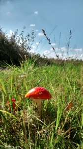 IMG_20150927_124659967_HDR